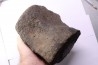 whale vertebra - pliocene - Doel - Belgium