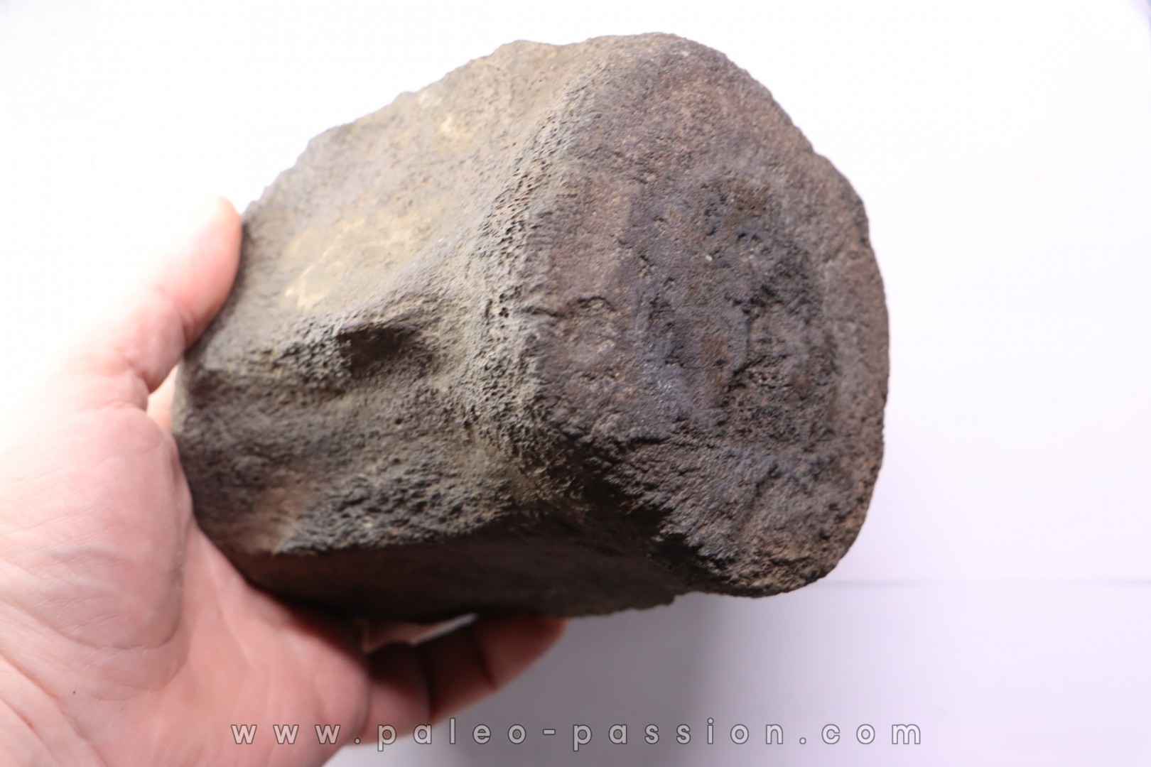 whale vertebra - pliocene - Doel - Belgium