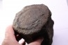 whale vertebra - pliocene - Doel - Belgium