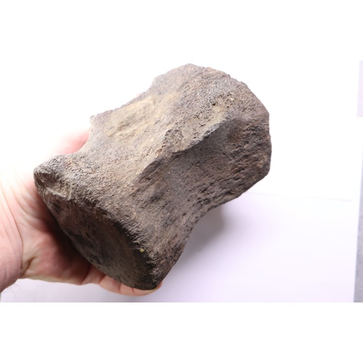 whale vertebra - pliocene - Doel - Belgium