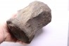 whale vertebra - pliocene - Doel - Belgium