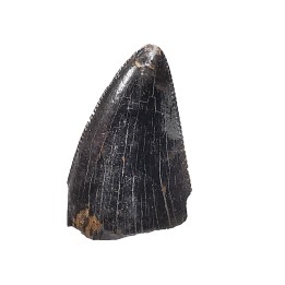 dent de dinosaure Nanotyrannus lancensis - Maastrichtien (Sud Dakota)