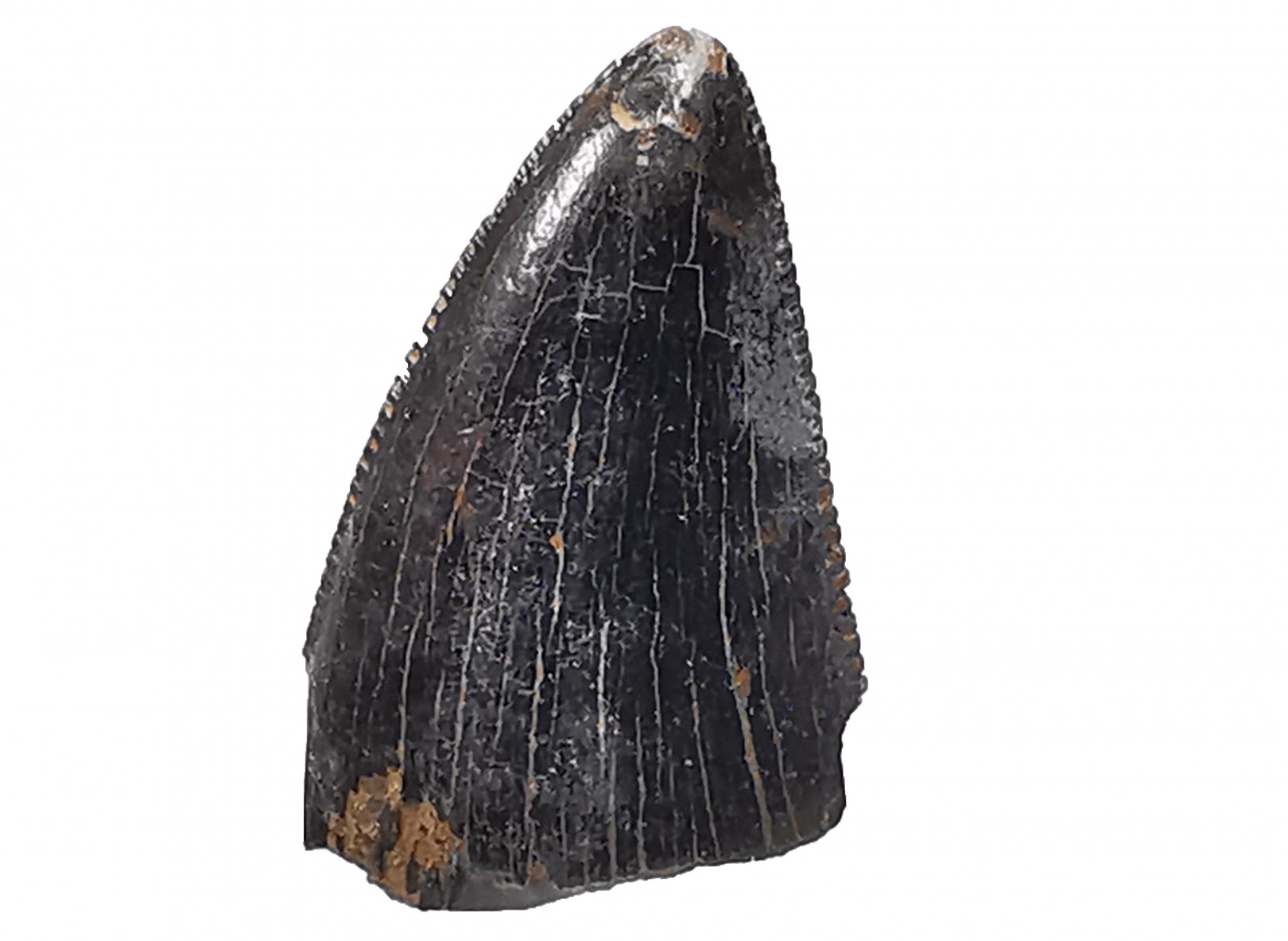 dent de dinosaure Nanotyrannus lancensis - Maastrichtien (Sud Dakota)
