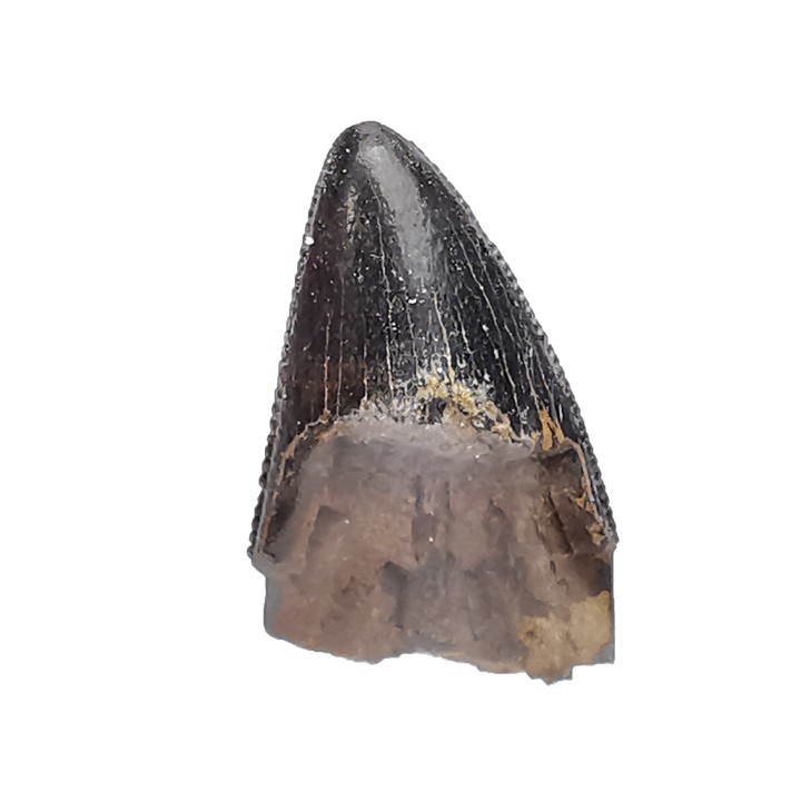 dent de dinosaure Nanotyrannus lancensis - Maastrichtien (Sud Dakota)