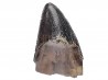 dinosaur tooth Nanotyrannus lancensis - Maastrichtian (South Dakota)