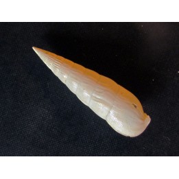 RHINOCLAVIS STRIATUS