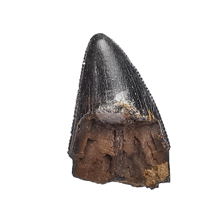 dent de dinosaure Nanotyrannus lancensis - Maastrichtien (Sud Dakota)