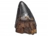 dinosaur tooth Nanotyrannus lancensis - Maastrichtian (South Dakota)