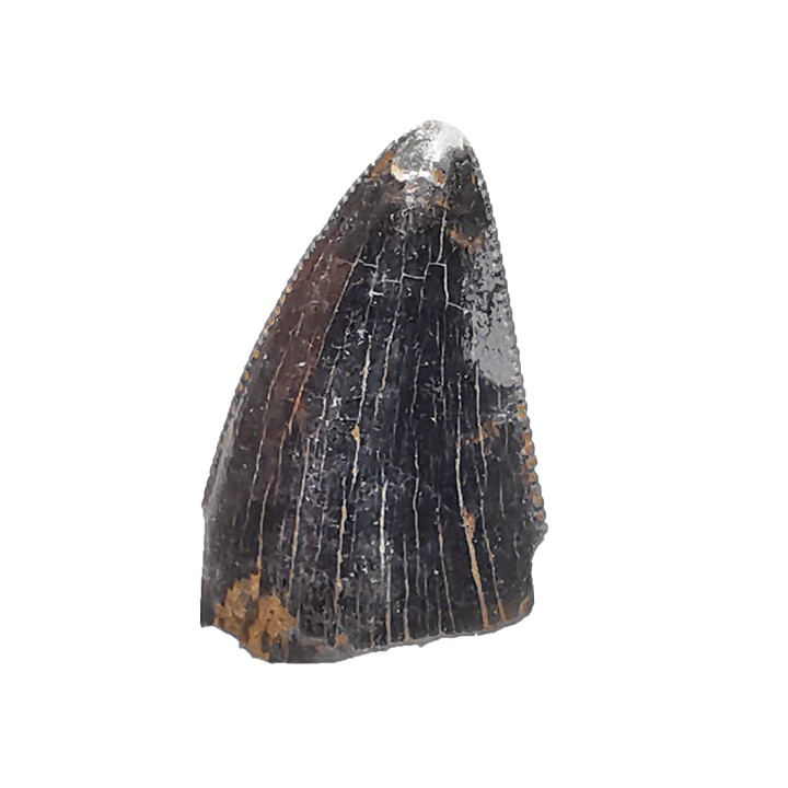 dent de dinosaure Nanotyrannus lancensis - Maastrichtien (Sud Dakota)