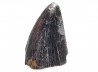 dinosaur tooth Nanotyrannus lancensis - Maastrichtian (South Dakota)