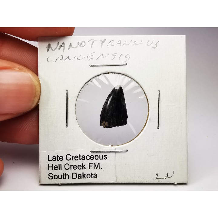 dinosaur tooth Nanotyrannus lancensis - Maastrichtian (South Dakota)