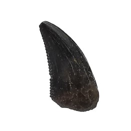 dent de dinosaure Sauronitholestes langstoni - Maastrichtien (Sud Dakota)