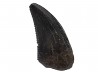 dinosaur tooth Sauronitholestes langstoni - Maastrichtian (South Dakota)