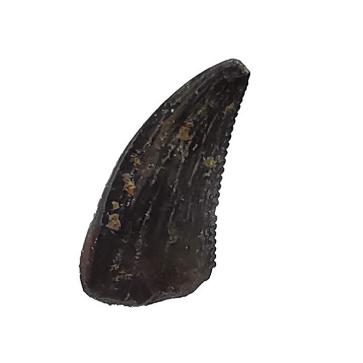 dent de dinosaure Sauronitholestes langstoni - Maastrichtien (Sud Dakota)
