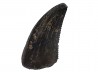 dinosaur tooth Sauronitholestes langstoni - Maastrichtian (South Dakota)