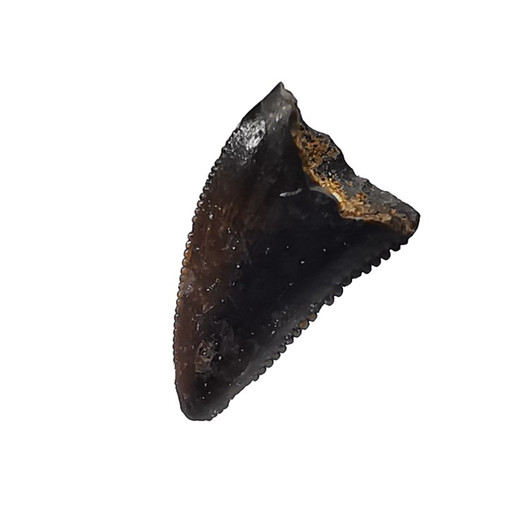 dinosaur tooth Sauronitholestes langstoni - Maastrichtian (South Dakota)
