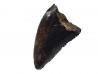 dent de dinosaure Sauronitholestes langstoni - Maastrichtien (Sud Dakota)