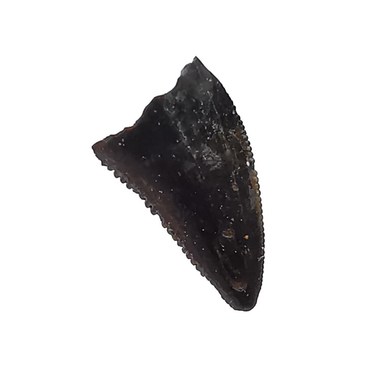 dinosaur tooth Sauronitholestes langstoni - Maastrichtian (South Dakota)