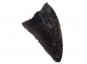 dinosaur tooth Sauronitholestes langstoni - Maastrichtian (South Dakota)