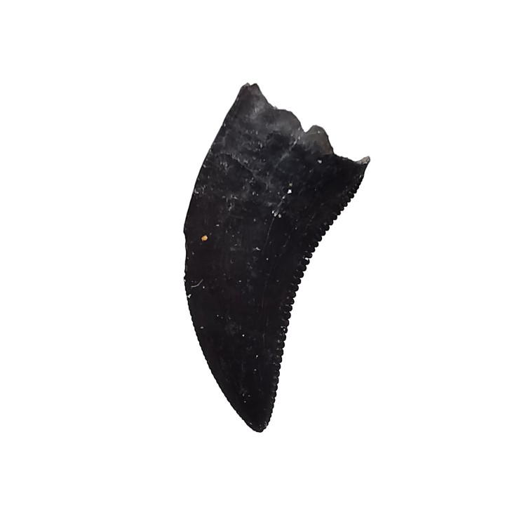 dinosaur tooth Sauronitholestes langstoni - Maastrichtian (South Dakota)