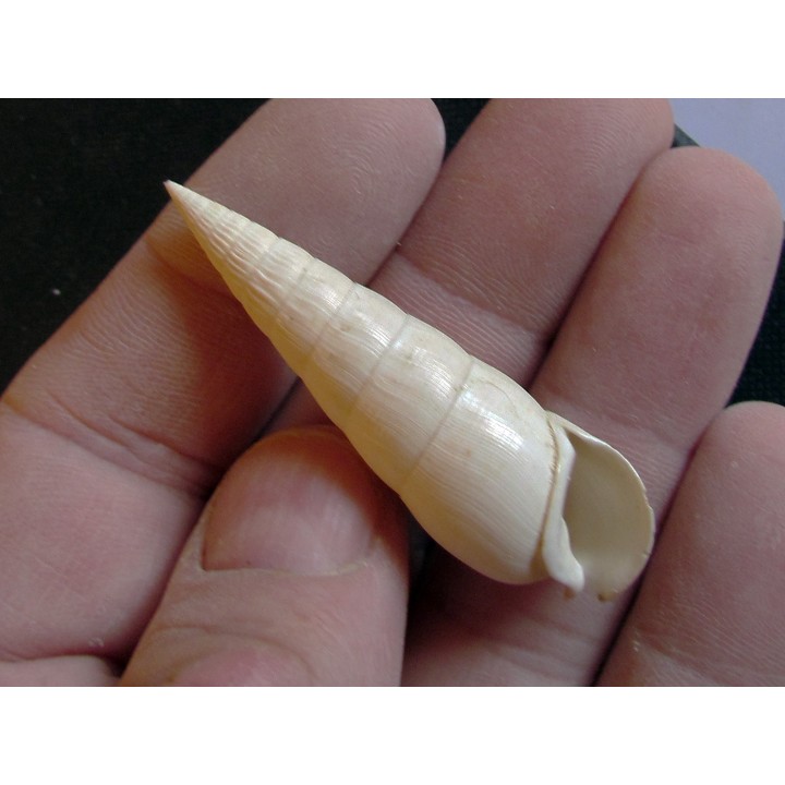 RHINOCLAVIS STRIATUS