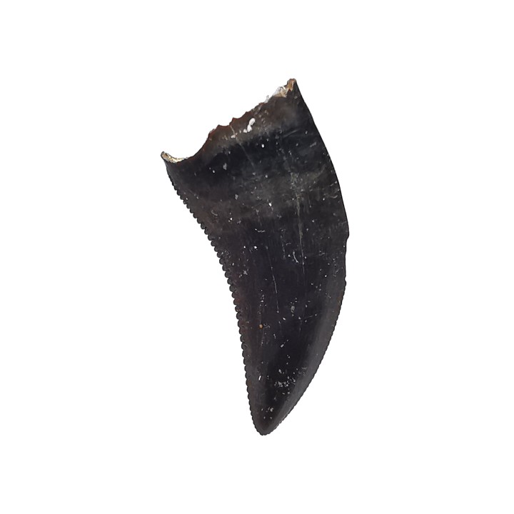 dinosaur tooth Sauronitholestes langstoni - Maastrichtian (South Dakota)