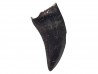 dent de dinosaure Sauronitholestes langstoni - Maastrichtien (Sud Dakota)