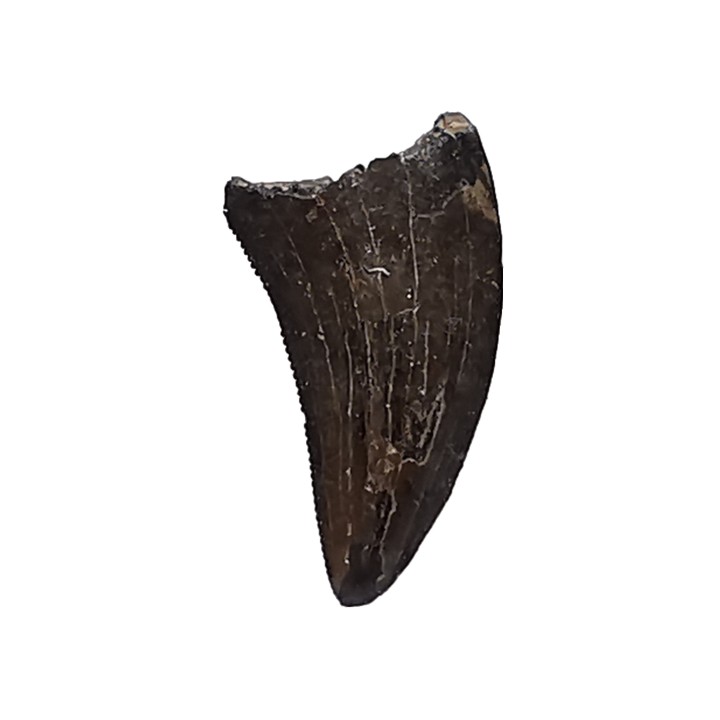 dent de dinosaure Sauronitholestes langstoni - Maastrichtien (Sud Dakota)