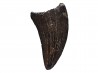 dent de dinosaure Sauronitholestes langstoni - Maastrichtien (Sud Dakota)