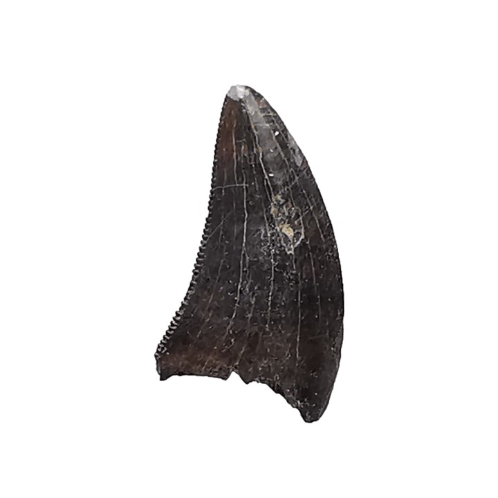 dinosaur tooth Sauronitholestes langstoni - Maastrichtian (South Dakota)