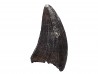 dinosaur tooth Sauronitholestes langstoni - Maastrichtian (South Dakota)