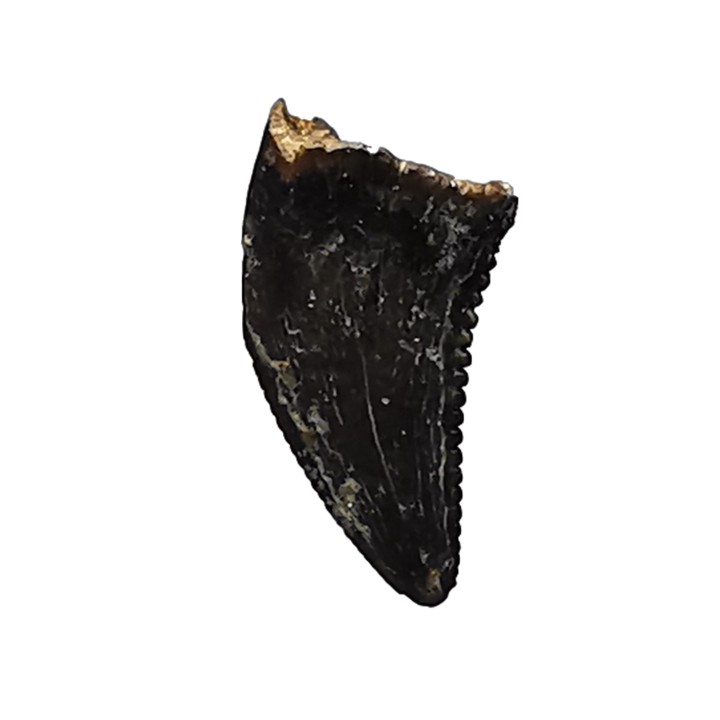 dent de dinosaure Sauronitholestes langstoni - Maastrichtien (Sud Dakota)