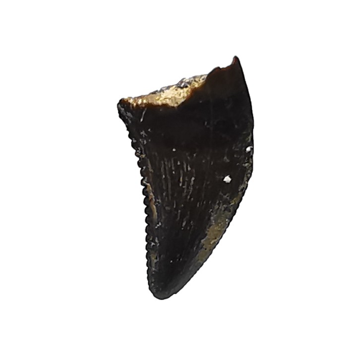 dinosaur tooth Sauronitholestes langstoni - Maastrichtian (South Dakota)