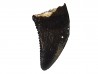 dent de dinosaure Sauronitholestes langstoni - Maastrichtien (Sud Dakota)