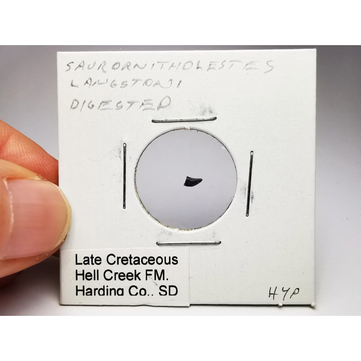 dinosaur tooth Sauronitholestes langstoni - Maastrichtian (South Dakota)