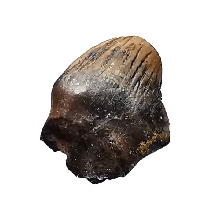 dent de dinosaure Denversaurus schlessmani - Maastrichtien (Sud Dakota)