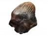 dinosaur tooth Denversaurus schlessmani - Maastrichtian (South Dakota)