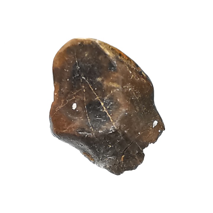 dinosaur tooth Denversaurus schlessmani - Maastrichtian (South Dakota)