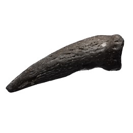 theropod dinosaur claw (indet.) - Maastrichtian (South Dakota)