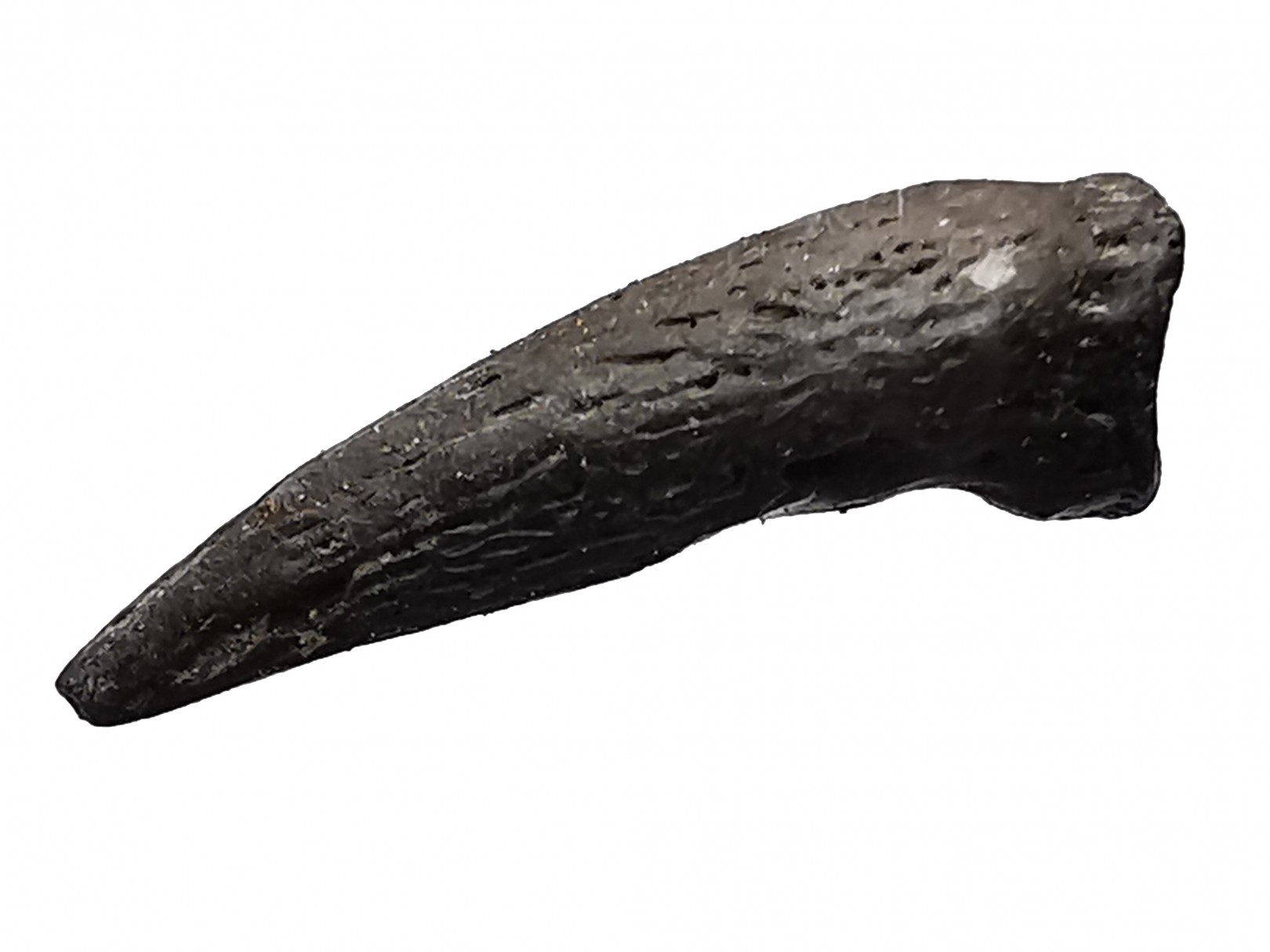 theropod dinosaur claw (indet.) - Maastrichtian (South Dakota)