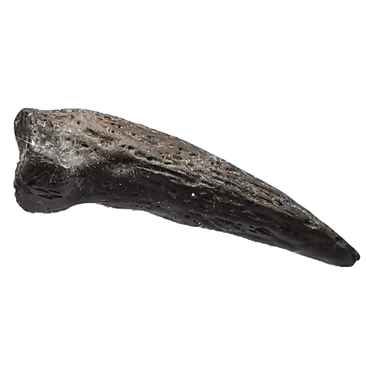 theropod dinosaur claw (indet.) - Maastrichtian (South Dakota)