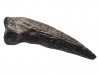 theropod dinosaur claw (indet.) - Maastrichtian (South Dakota)