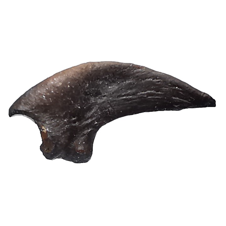 theropod dinosaur claw (indet.) - Maastrichtian (South Dakota)