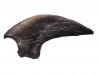 griffe de dinosaure théropode indét. - Maastrichtien (Sud Dakota)