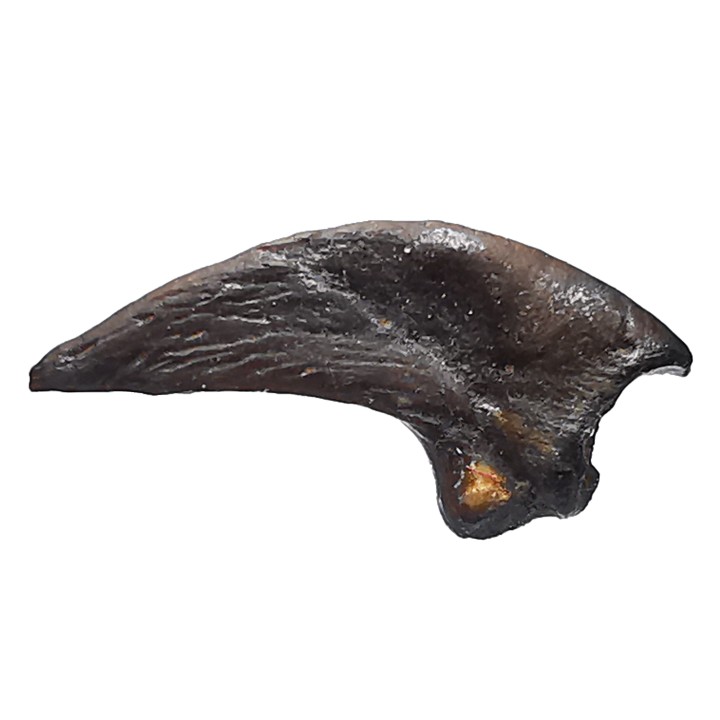 griffe de dinosaure théropode indét. - Maastrichtien (Sud Dakota)