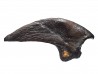 theropod dinosaur claw (indet.) - Maastrichtian (South Dakota)