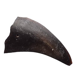 griffe de dinosaure théropode indét. - Maastrichtien (Sud Dakota)