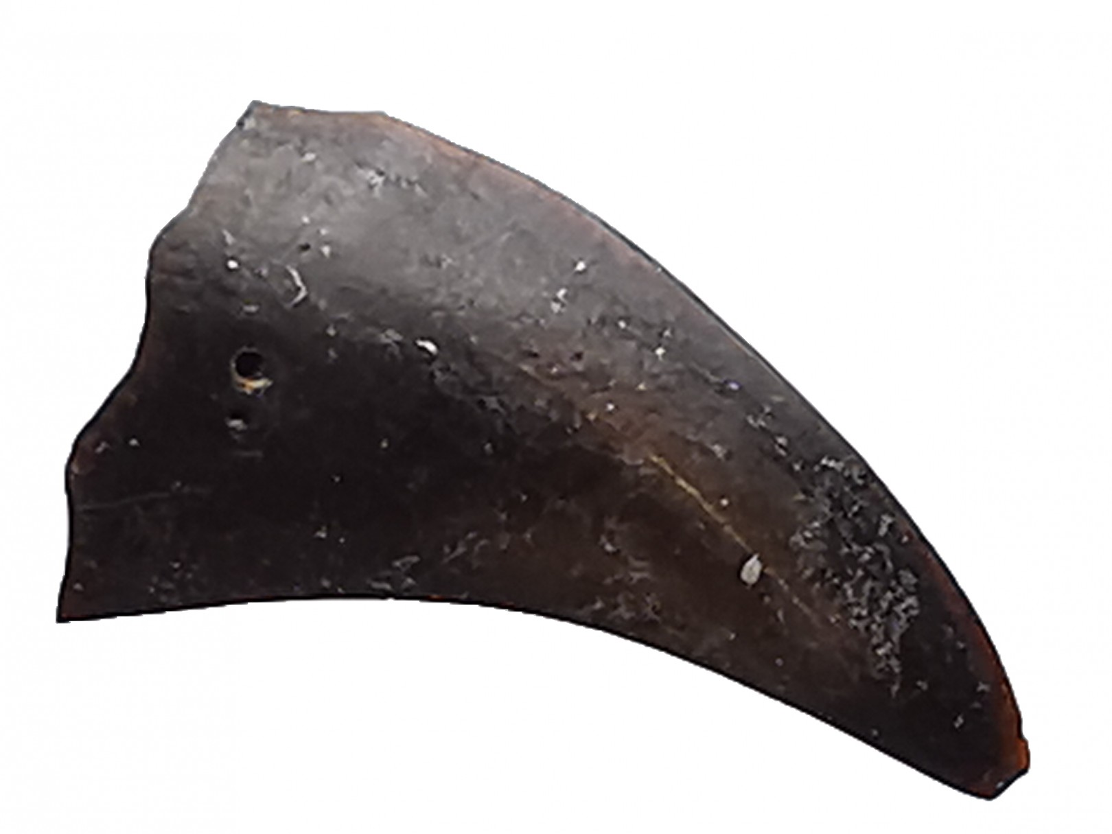 theropod dinosaur claw (indet.) - Maastrichtian (South Dakota)
