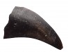 theropod dinosaur claw (indet.) - Maastrichtian (South Dakota)