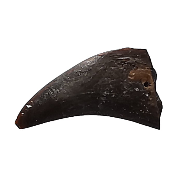 griffe de dinosaure théropode indét. - Maastrichtien (Sud Dakota)